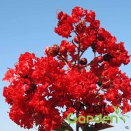   Kínai selyemmirtusz 'Lagerstroemia Indica Red Rocket'