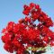 Kínai selyemmirtusz 'Lagerstroemia Indica Red Rocket'