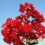 Kínai selyemmirtusz 'Lagerstroemia Indica Red Rocket'