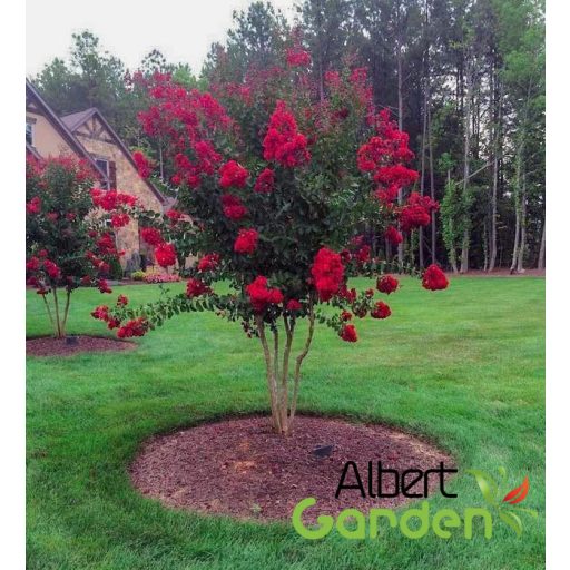 Kínai selyemmirtusz 'Lagerstroemia Indica Red Rocket'