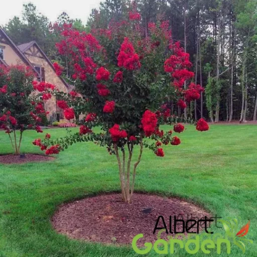 Kínai selyemmirtusz 'Lagerstroemia Indica Red Rocket'