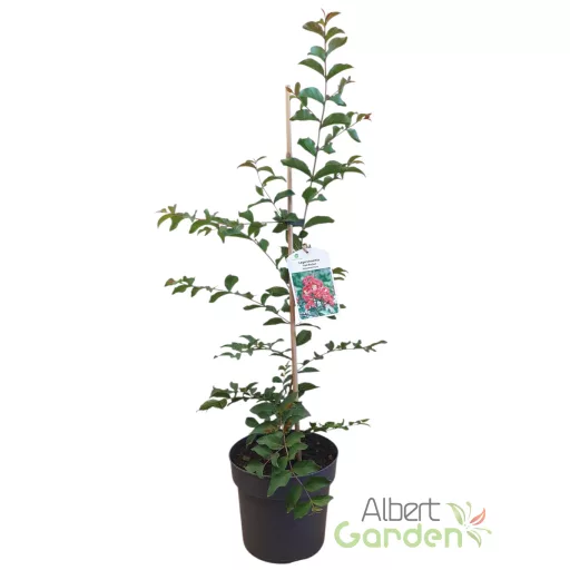 Kínai selyemmirtusz 'Lagerstroemia Indica Red Rocket'