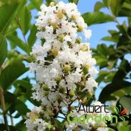    Kínai selyemmirtusz 'Lagerstroemia hybrida Natchez'