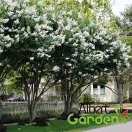    Kínai selyemmirtusz 'Lagerstroemia hybrida Natchez'