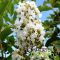  Kínai selyemmirtusz 'Lagerstroemia hybrida Natchez'
