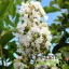  Kínai selyemmirtusz 'Lagerstroemia hybrida Natchez'