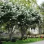  Kínai selyemmirtusz 'Lagerstroemia hybrida Natchez'