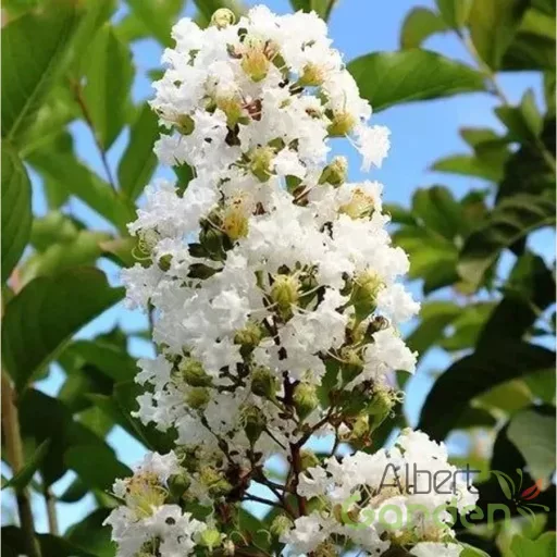  Kínai selyemmirtusz 'Lagerstroemia hybrida Natchez'