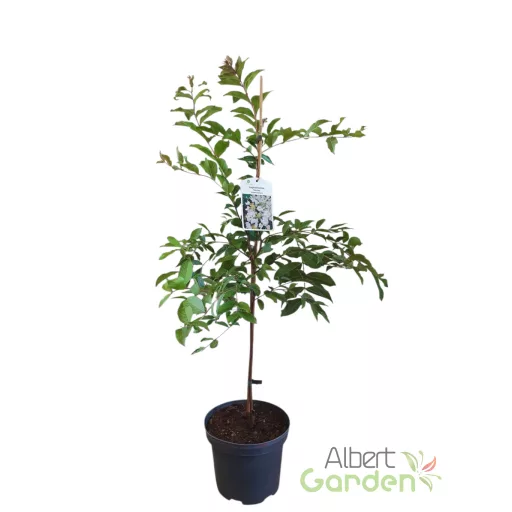  Kínai selyemmirtusz 'Lagerstroemia hybrida Natchez'