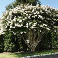 Kínai Selyemmirtusz 'Lagerstroemia indica ‘Nivea’