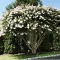 Kínai Selyemmirtusz 'Lagerstroemia indica ‘Nivea’