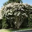 Kínai Selyemmirtusz 'Lagerstroemia indica ‘Nivea’