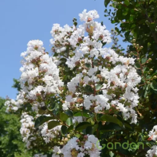 Kínai Selyemmirtusz 'Lagerstroemia indica ‘Nivea’
