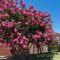 Kínai selyemmirtusz 'Lagerstroemia Comanche'