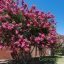 Kínai selyemmirtusz 'Lagerstroemia Comanche'