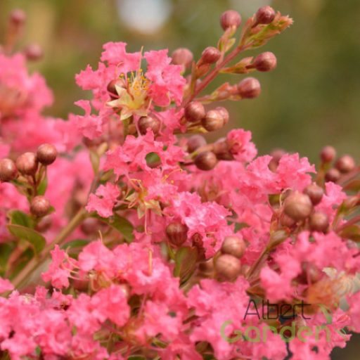 Kínai selyemmirtusz 'Lagerstroemia Comanche'