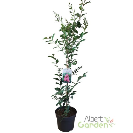 Kínai selyemmirtusz 'Lagerstroemia Comanche'