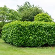   Babérmeggy / Prunus laurocerasus 'Novita' (60-70 cm)