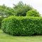 Babérmeggy / Prunus laurocerasus 'Novita' (60-70 cm)