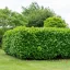 Babérmeggy / Prunus laurocerasus 'Novita' (60-70 cm)