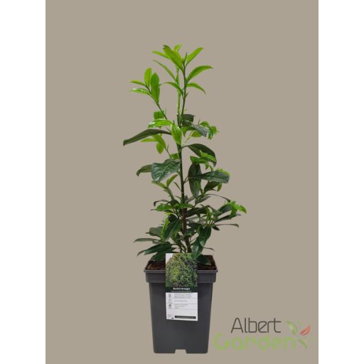 Babérmeggy / Prunus laurocerasus 'Novita' (60-70 cm)