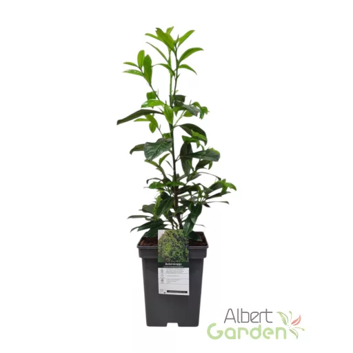 Babérmeggy / Prunus laurocerasus 'Novita' (60-70 cm)