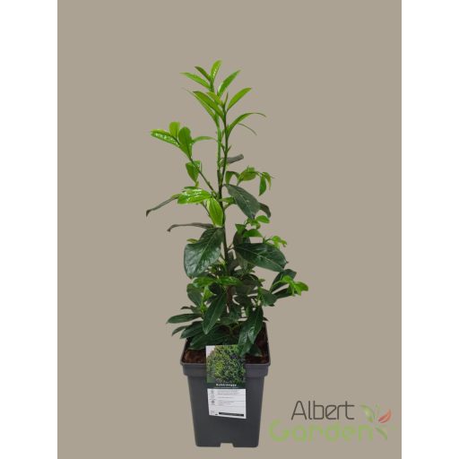 Babérmeggy / Prunus laurocerasus 'Novita' (60-70 cm)