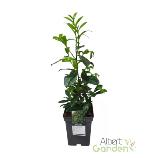 Babérmeggy / Prunus laurocerasus 'Novita' (60-70 cm)