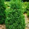 Mocsári hamisciprus 'Chamaecyparis thyoides red star'