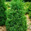Mocsári hamisciprus 'Chamaecyparis thyoides red star'