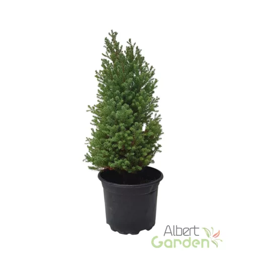 Mocsári hamisciprus 'Chamaecyparis thyoides red star'