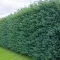 Kékes leyland ciprus 'Cupressocyparis leylandii 'Blue Jeans'
