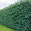 Kékes leyland ciprus 'Cupressocyparis leylandii 'Blue Jeans'