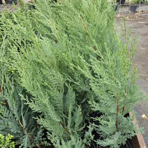 Kékes leyland ciprus 'Cupressocyparis leylandii 'Blue Jeans'