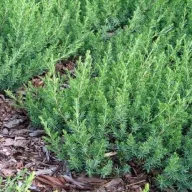    Kék fövenyboróka 'Juniperus conferta Blue Pacific' 20/30 K2