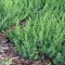  Kék fövenyboróka 'Juniperus conferta Blue Pacific' 20/30 K2
