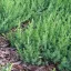  Kék fövenyboróka 'Juniperus conferta Blue Pacific' 20/30 K2