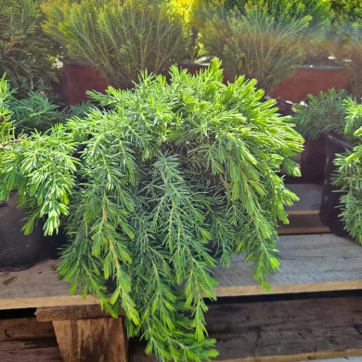  Kék fövenyboróka 'Juniperus conferta Blue Pacific' 20/30 K2