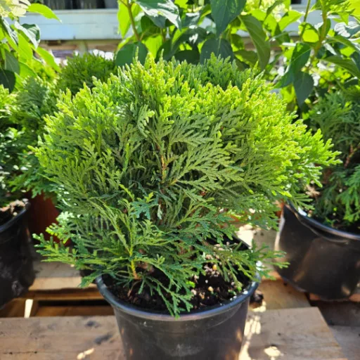 Törpe nyugati tuja 'Thuja Occidentalis Danica' 20/25 K3