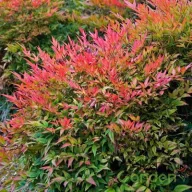   Japán Szentfa / NANDINA DOMESTICA GULF STREAM CESPUGLIO CLT 9