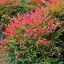 Japán Szentfa / NANDINA DOMESTICA GULF STREAM CESPUGLIO CLT 9