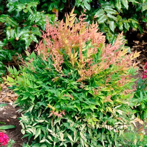Japán Szentfa / NANDINA DOMESTICA GULF STREAM CESPUGLIO CLT 9