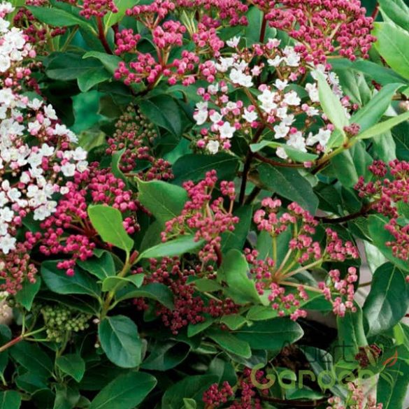 Örökzöld bangita / Viburnum Tinus Eve Price K2 30/40