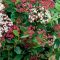Örökzöld bangita / Viburnum Tinus Eve Price K2 30/40