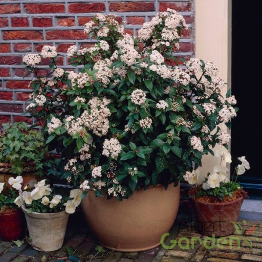 Örökzöld bangita / Viburnum Tinus Eve Price K2 30/40