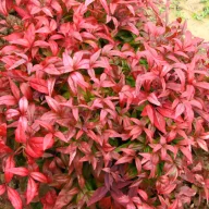   Japán szentfa 'Nandina domestica 'Firepower' 