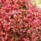 Japán szentfa 'Nandina domestica 'Firepower' 