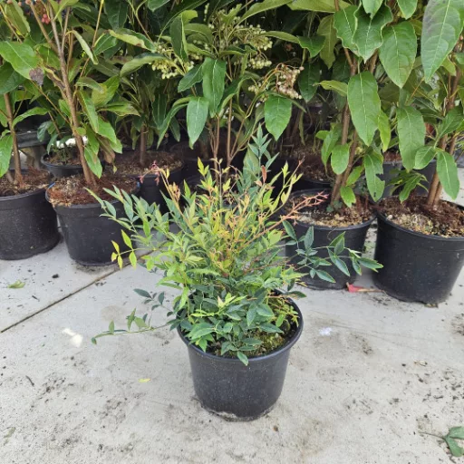 Japán szentfa 'Nandina domestica 'Firepower' 