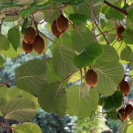 Termős Kivi 'Actinidia Chinensis hayward'