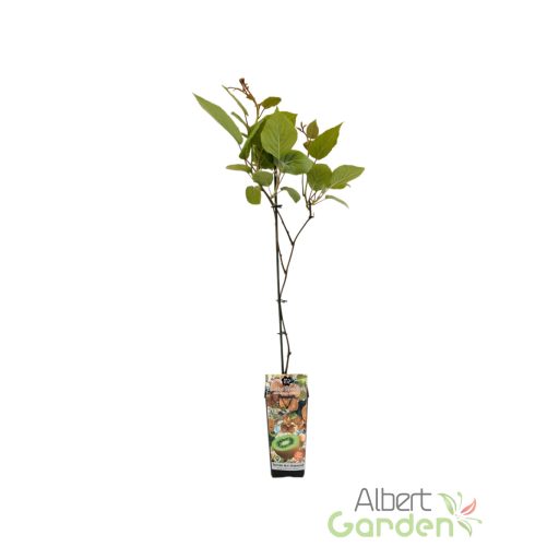 Termős Kivi 'Actinidia Chinensis hayward'